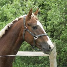 Hollandsk Varmblod Unexpected