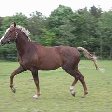 Hollandsk Varmblod Unexpected