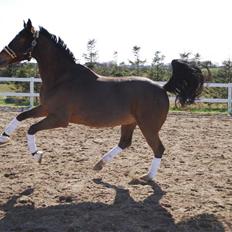 Dansk Varmblod Birkely's Orion *DØD*