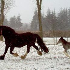 Irish Cob Shannon