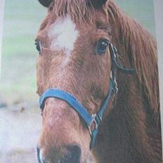 Anden særlig race Bandit (død)