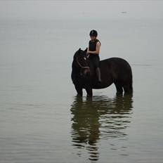 Oldenborg Tonga(Solgt)