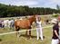Frederiksborg Locky Classic *Solgt* - Her er vi så til dyrskue på bornholm 2005.. Tjek det lige.. En 1. præmie..