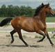Trakehner swalineur moesgård