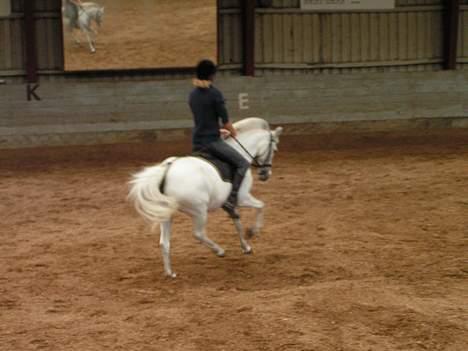 Anden særlig race Cindy - Galop... Sødt, ikk? billede 3