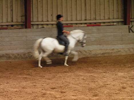 Anden særlig race Cindy billede 4