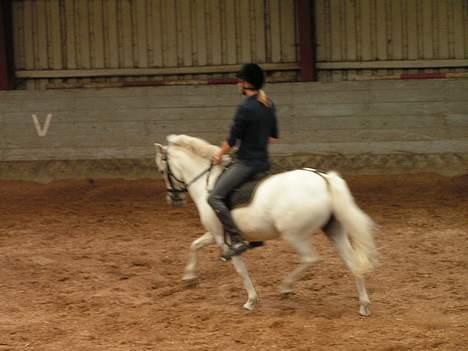 Anden særlig race Cindy billede 5
