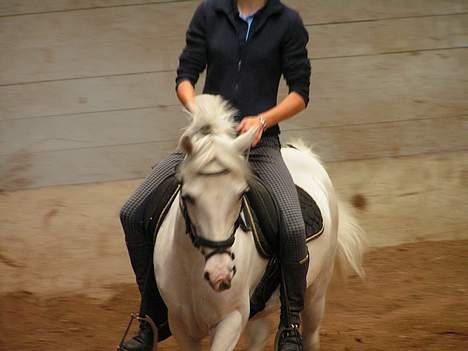 Anden særlig race Cindy - Smukke Cindy forfra... Nååårh billede 6