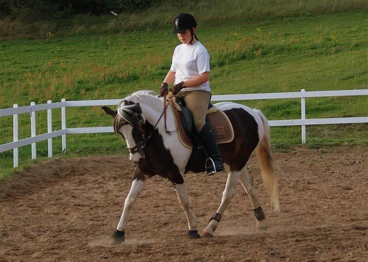 Pinto Hannibal  - min foto model :P  billede 17