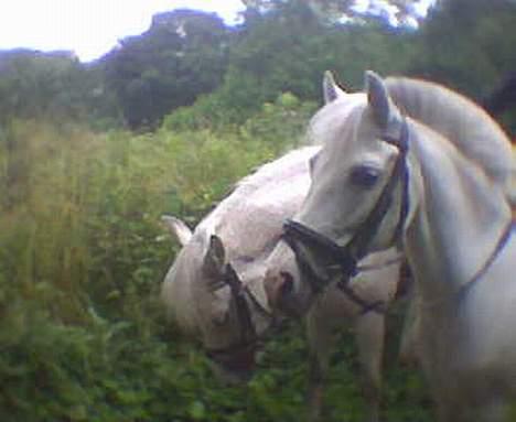 Anden særlig race Cindy - Hendes dejlige hovede.. Det er hende forrest i billedet billede 11