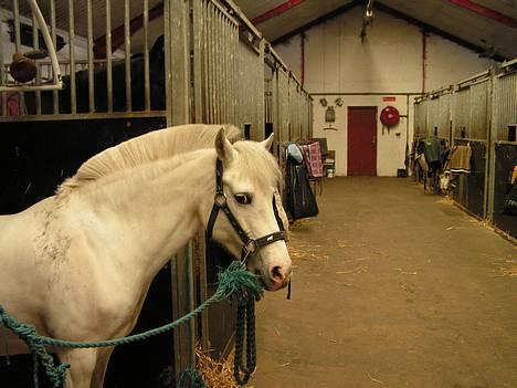 Anden særlig race Cindy - Cindy på staldgangen... :) Taget d. 22/4-2006 billede 12