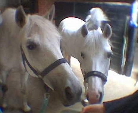 Anden særlig race Cindy - De bedste venner, Cindy og Matilde. Cindy er til højre i billedet ;) billede 13