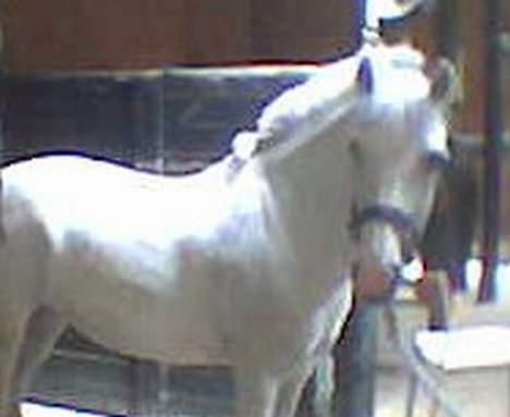 Anden særlig race Cindy - Cindy på staldgangen... billede 14