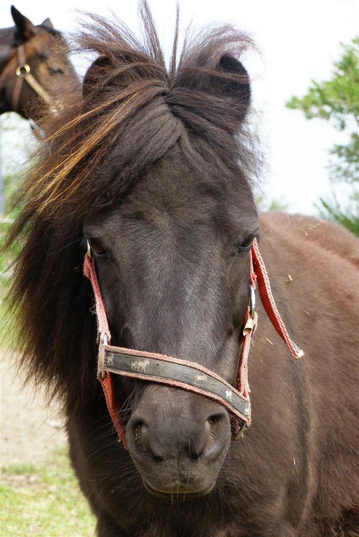 Shetlænder Sorteper - Min lille shetter <3 :D *Billede: Sophie Martine´ <3 billede 1