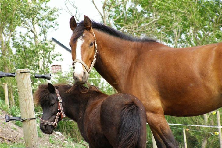 Shetlænder Sorteper - sammen med lækre Lucas .. Sødt ikke? *Billede: Sophie Martine´..  :D<3 billede 2