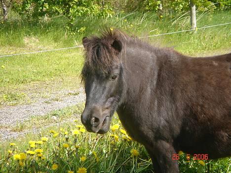 Shetlænder Sorteper - <3 :D ! billede 3