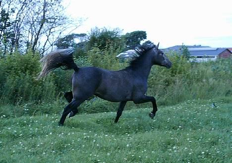 Anden særlig race Moon Shadow *SOLGT* - Se hvad jeg kan, se hvad jeg kan - kom og se det alle mand!! billede 6