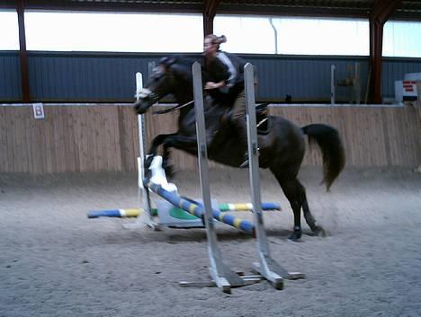 Anden særlig race Moon Shadow *SOLGT* - et lille spring, vil tro det er 60-70 cm!! billede 7