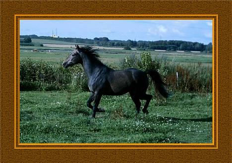 Anden særlig race Moon Shadow *SOLGT* billede 8