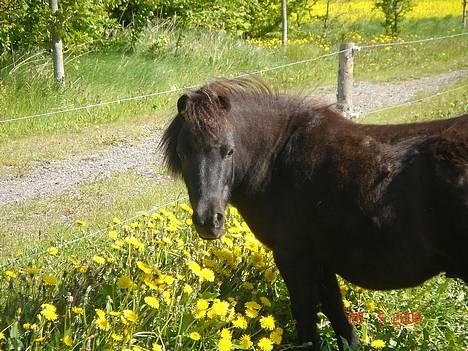 Shetlænder Sorteper - th ´  du´ sku´ rumle fed, du er xD ! billede 4