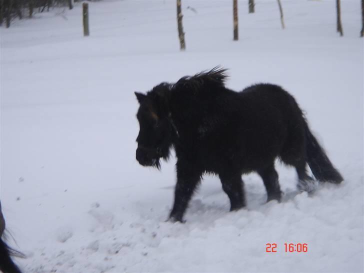 Shetlænder Sorteper - Snevejr! :) billede 5