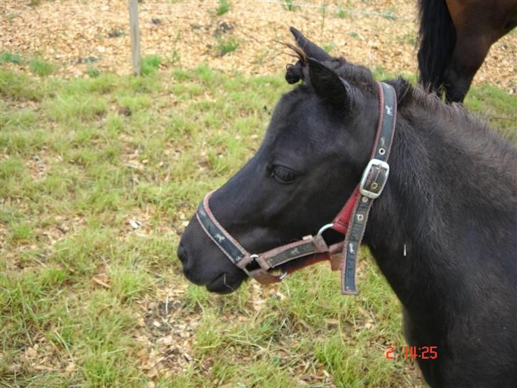 Shetlænder Sorteper - :´)  Sophie havde flettet hans pandelok xD haha. billede 6