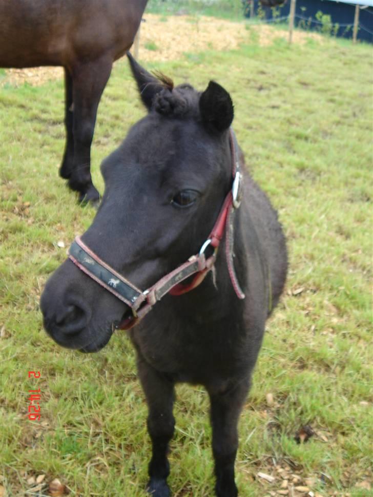 Shetlænder Sorteper - :) billede 7