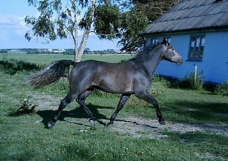 Anden særlig race Moon Shadow *SOLGT* - se hvor jeg kan trave!! billede 9