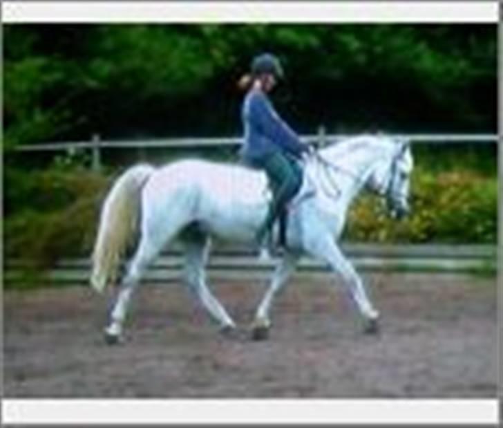 Irsk Sportspony Abbeytown Big Money*Solgt billede 18