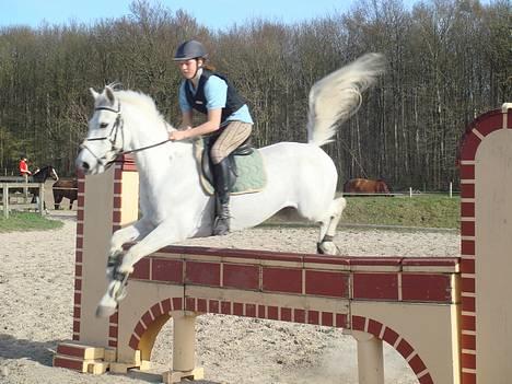 Irsk Sportspony Abbeytown Big Money*Solgt billede 19