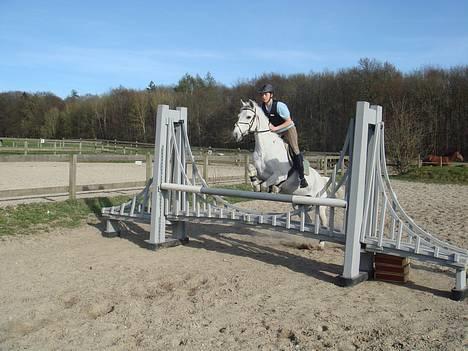 Irsk Sportspony Abbeytown Big Money*Solgt billede 20