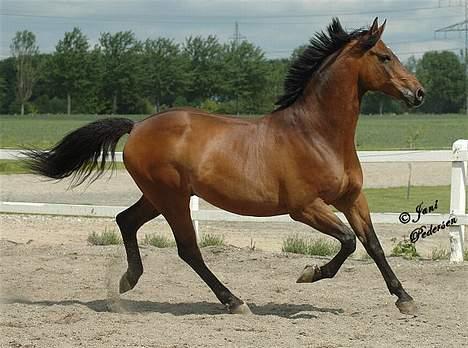 Trakehner swalineur moesgård - Swalineur billede 1