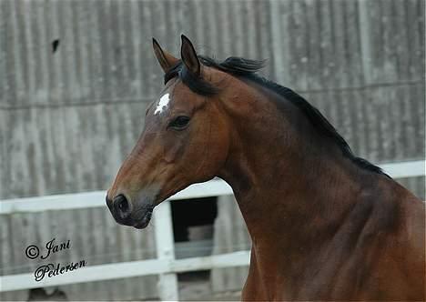 Trakehner swalineur moesgård - swalineur billede 2