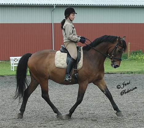 Trakehner swalineur moesgård - Swalineur og jeg billede 3