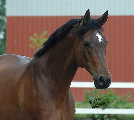 Trakehner swalineur moesgård - swalineur billede 4