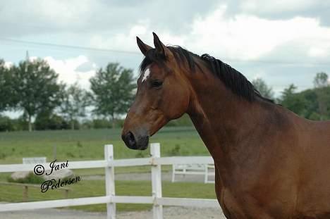 Trakehner swalineur moesgård - swalineur billede 5