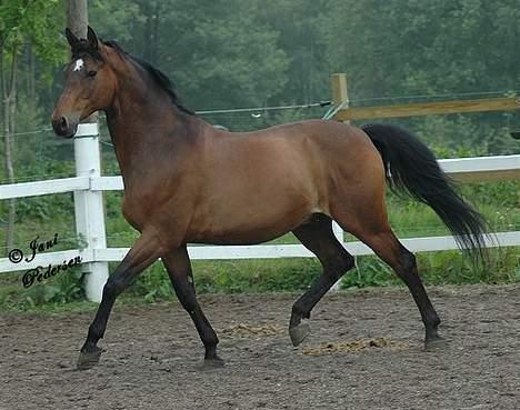 Trakehner swalineur moesgård - swalineur billede 6