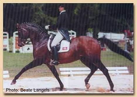 Trakehner swalineur moesgård - Dette er Swalineurs far Schwadroneur billede 7