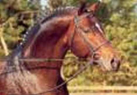 Trakehner swalineur moesgård - Dette er Arogno, swalineurs farfar! billede 8