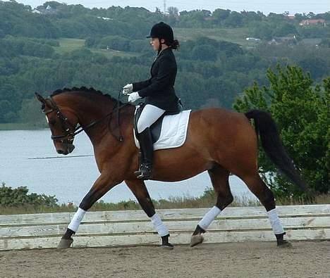 Trakehner swalineur moesgård - Swalineur og jeg til stævne  billede 9