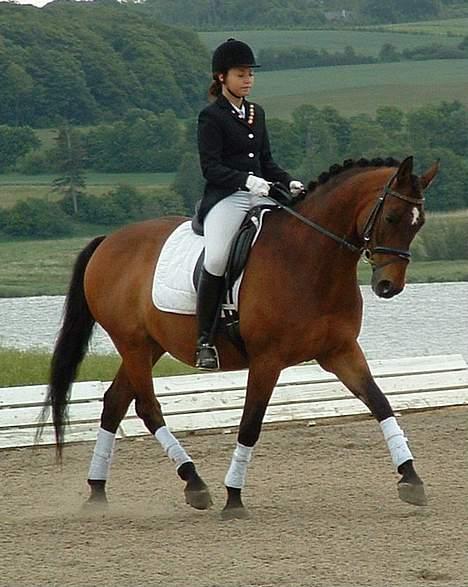 Trakehner swalineur moesgård billede 10