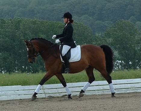 Trakehner swalineur moesgård - swalineur og jeg til stævne billede 11