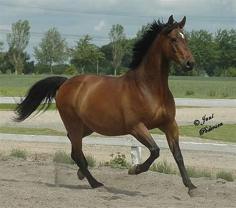 Trakehner swalineur moesgård - swaaalineuurr billede 12