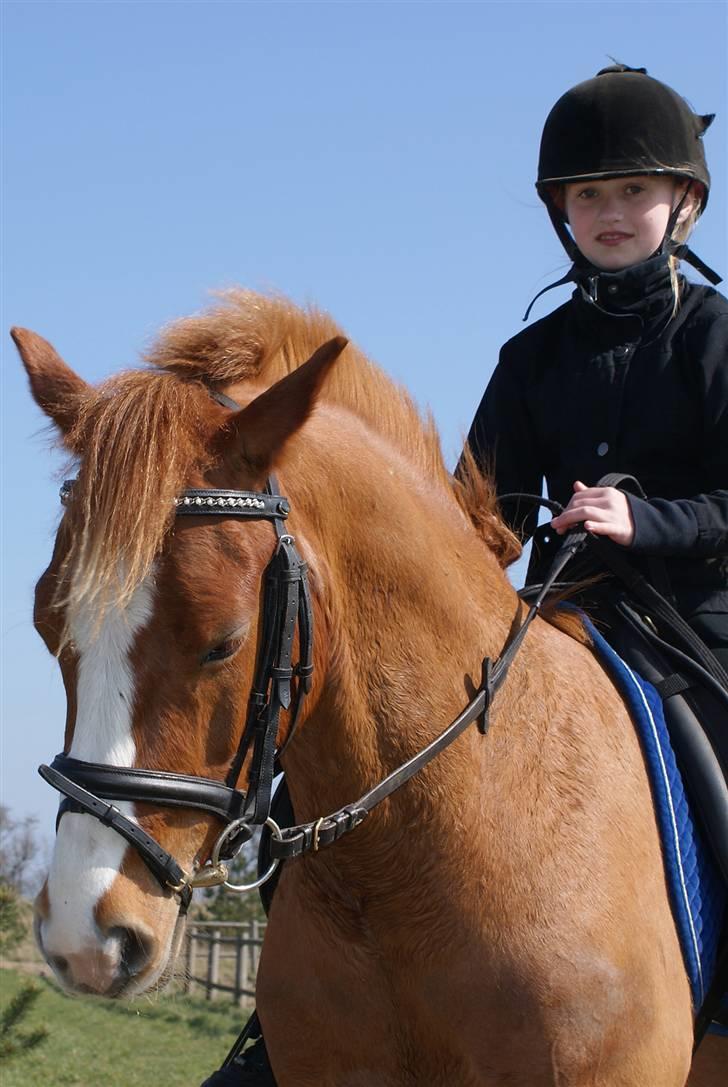 Anden særlig race Rosenkildes Cicero - Min niece skridtede Bissen af efter en lille ridetur :) billede 10