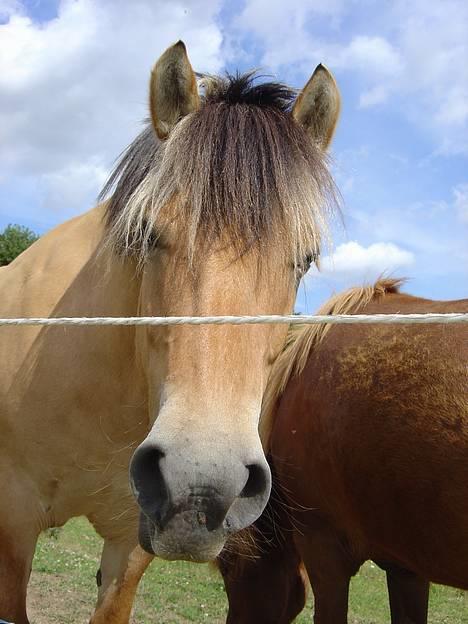 Fjordhest Stella - heiii...  billede 1