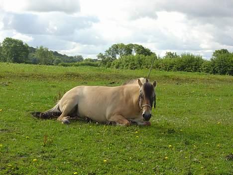Fjordhest Stella - (2004) det er nu dejligt med en lur.... billede 2
