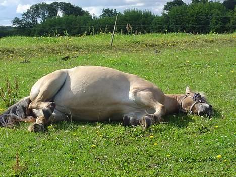 Fjordhest Stella - (2004) total afslapning i sommer varmen... billede 3