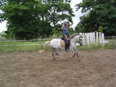 Anden særlig race Plaisir SOLGT - træning  billede 12
