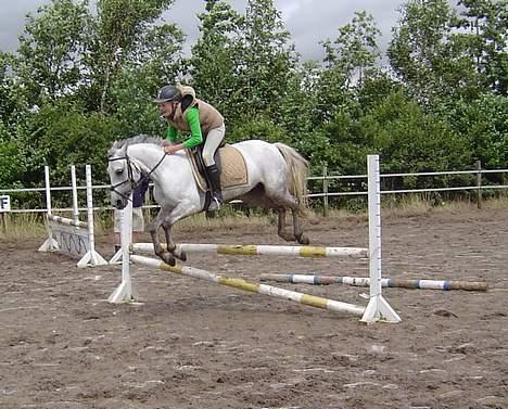 Anden særlig race Plaisir SOLGT billede 13