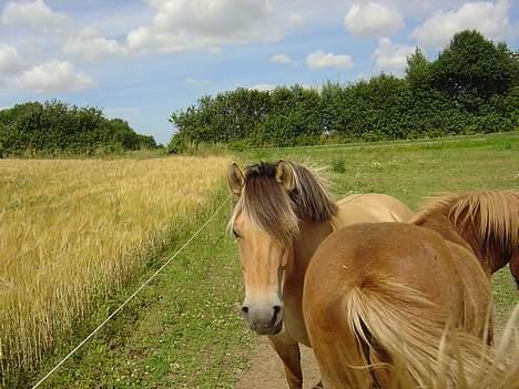 Fjordhest Stella - god udsigt....Hehe:) billede 4